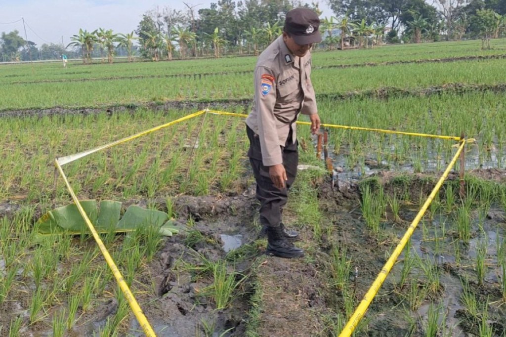 Tragis, Pekerja Sawah di Ngawi Tewas Tersengat Listrik Kawat Jebakan Tikus